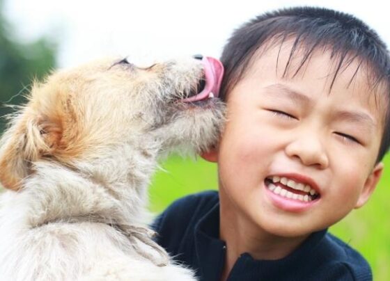 Lambidas de cachorros podem ter várias explicações