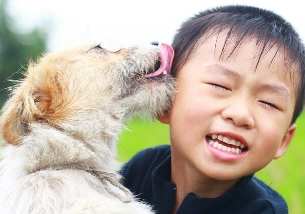 Lambidas de cachorros podem ter várias explicações