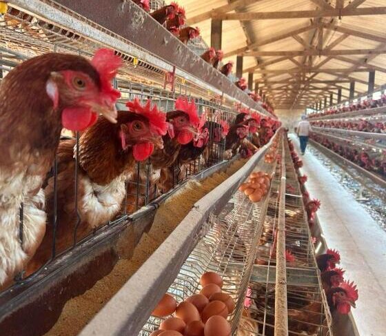Doença só afeta quem lida diretamente com animais.