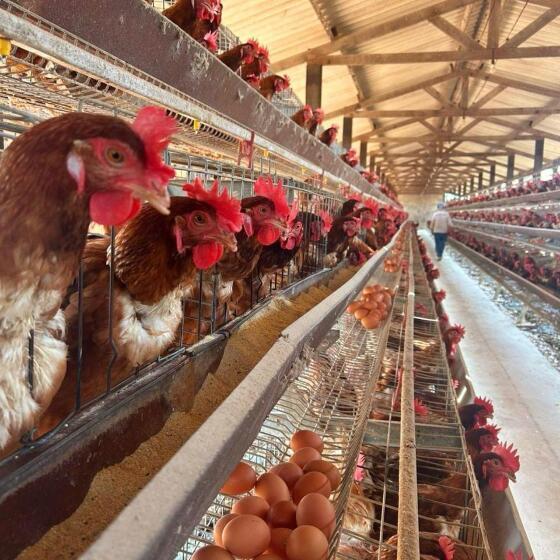 Doença só afeta quem lida diretamente com animais.