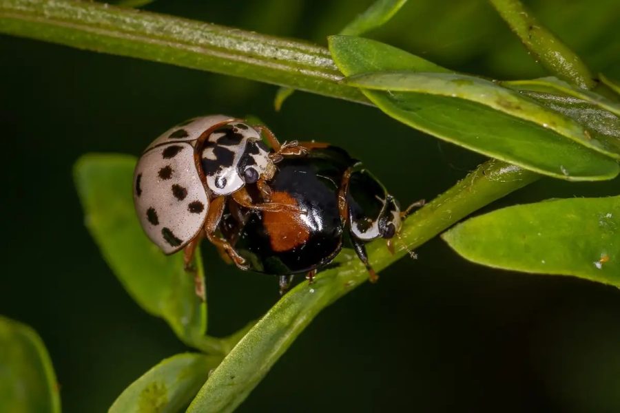 Insetos como aliados: 150 milhões para preservar florestas brasileiras