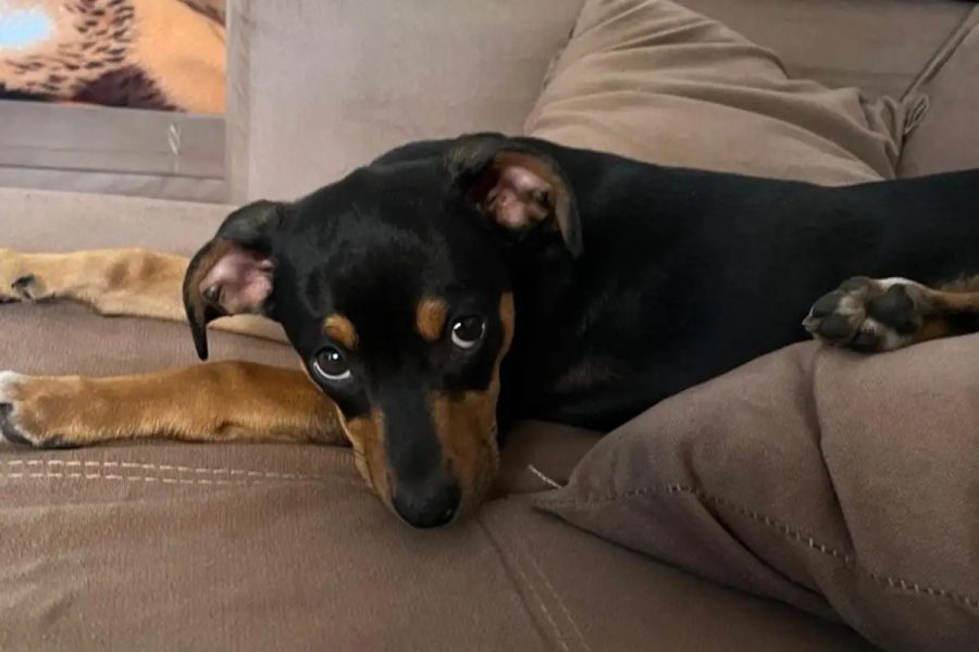 Vira-latas: Os cães que encantaram o Brasil e conquistaram lares
