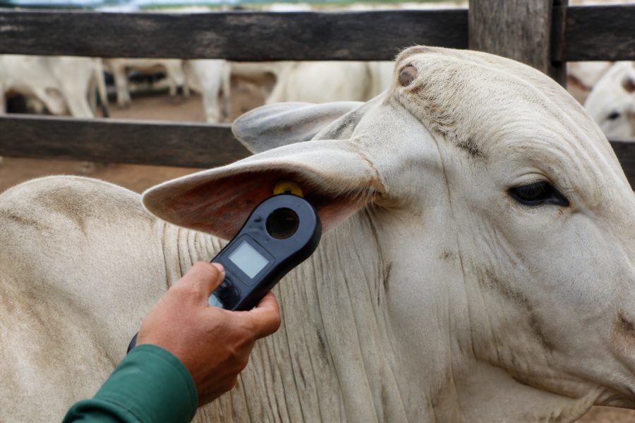 “CPF digital” para bovinos desenvolvido em MS pode mudar a pecuária brasileira