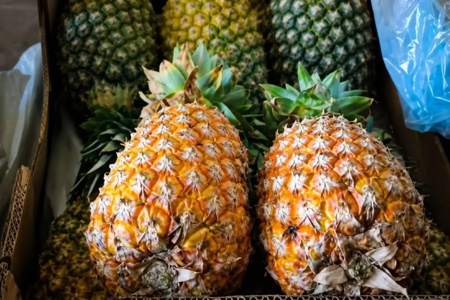Família constrói legado agrícola com abacaxi e maracujá no assentamento