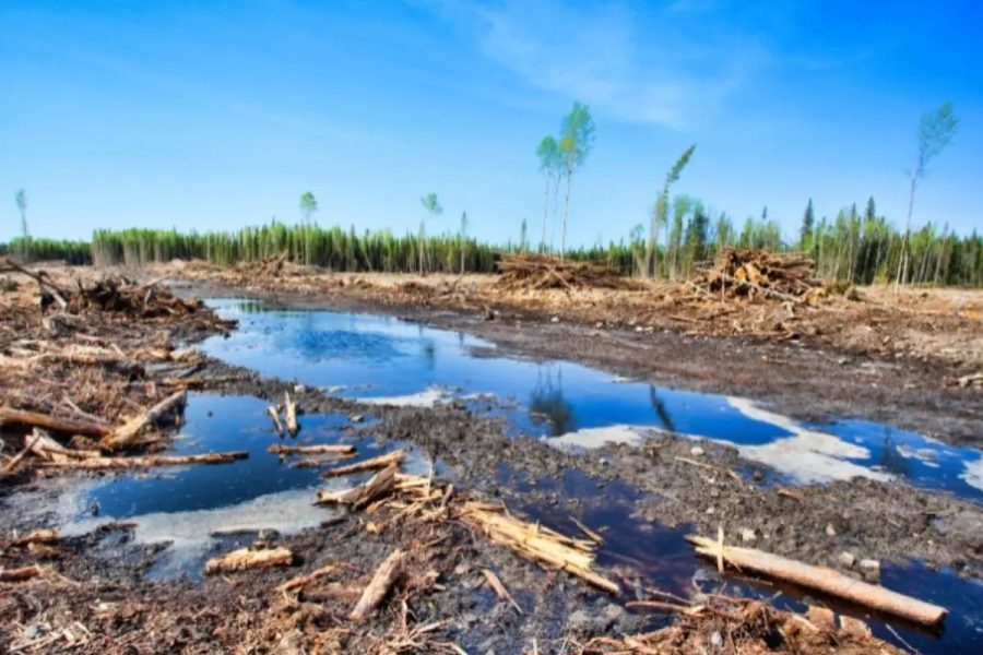 Fazendeiro deve indenizar R$ 3,3 milhões por danos à Amazônia