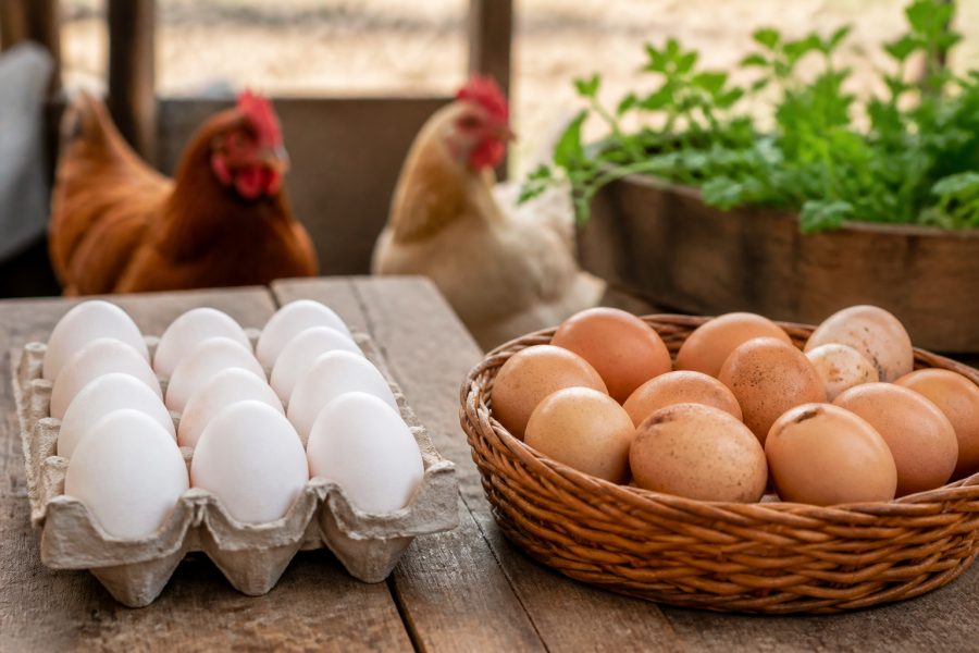 Ovo caipira vs. ovo convencional: mito ou verdade sobre a nutrição?