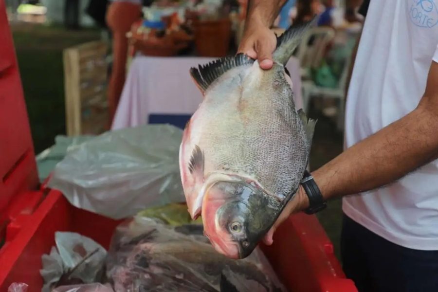 Cidade com nome de árvore transforma tradição em patrimônio cultural e coloca Festa do Peixe no mapa do turismo