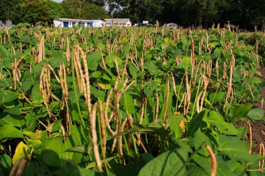 Feijão-caupi se destaca como nova opção para produtores em MT