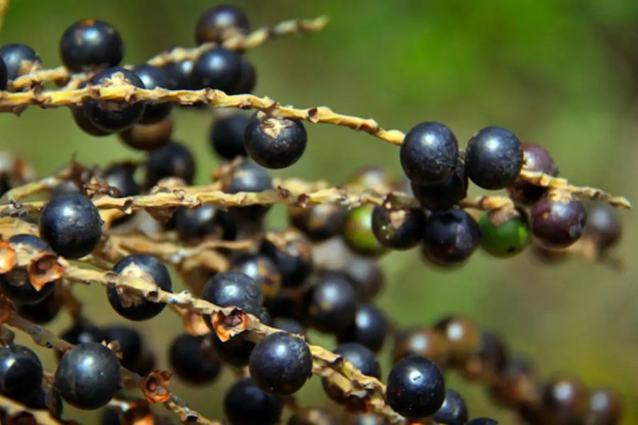 Juçara é reconhecida como uma das melhores frutas do mundo