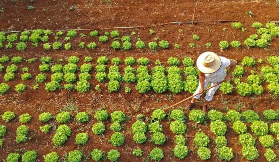 Governo garante frete para agricultura familiar sem descontos