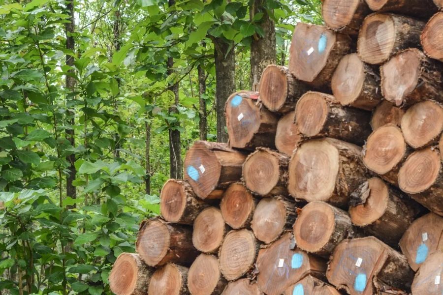 Teca: O Madeira que Chega a R$ 6 mil o m³ e Gera Riqueza em MT