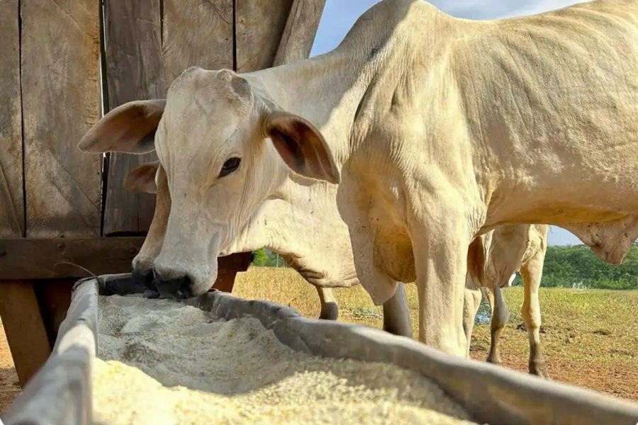 MT projeta 1,33 milhão de bois confinados, mas pecuarista pisa no freio
