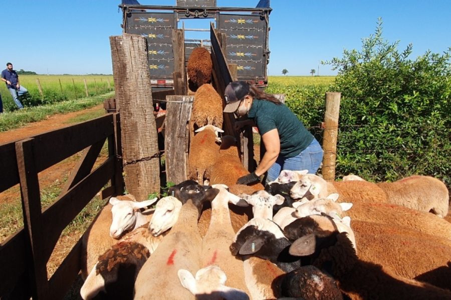 Mato Grosso inaugura frigorífico de ovinos com selo nacional