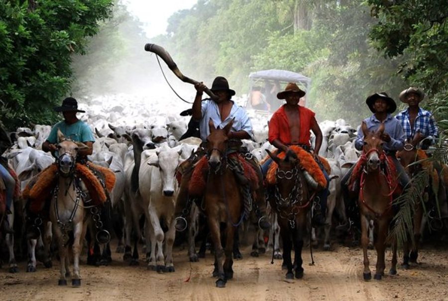 Peão do Pantanal conquista aposentadoria rural na Justiça