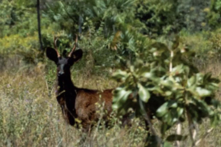 Pesquisadores desvendam lenda e confirmam existência do veado preto no Pantanal