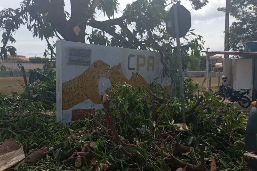 Cuiabá: novas multas mais severas para quem danificar árvores