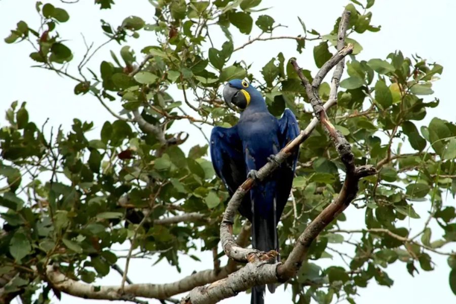 Participe da Contagem da Arara-Azul neste Domingo no Brasil