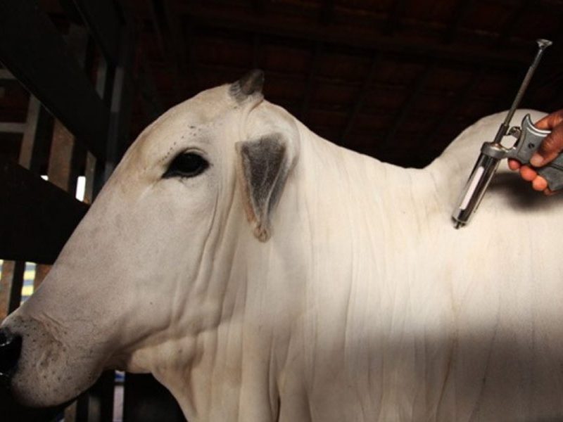 Animais testam positivo para raiva e 139 propriedades rurais de MT serão notificadas; entenda