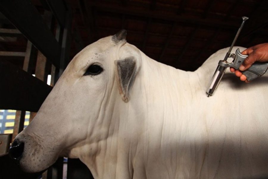 Animais testam positivo para raiva e 139 propriedades rurais de MT serão notificadas; entenda