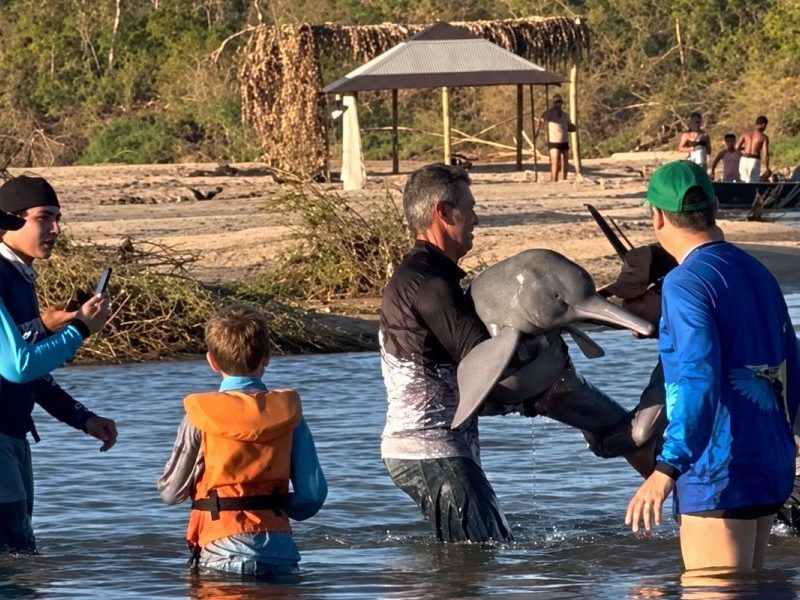 Boto é fisgado por acidente em rio de MT e pescadores retiram animal da água para remover anzol preso à cauda