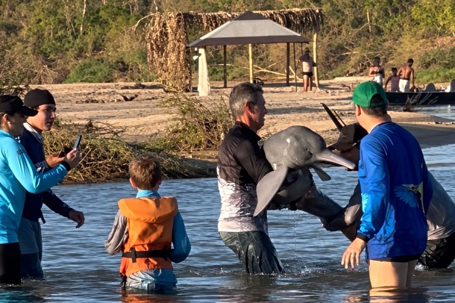 Boto é fisgado por acidente em rio de MT e pescadores retiram animal da água para remover anzol preso à cauda