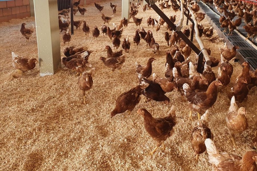Brasil amplia mercado de ovos caipiras orgânicos e especiais