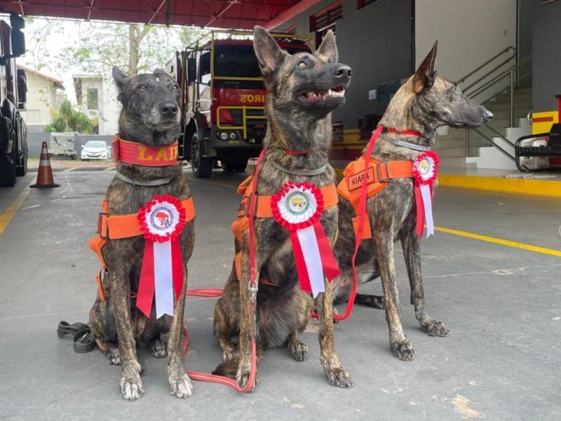 Cães dos Bombeiros de MS ganham certificação e podem atuar em todo o Brasil