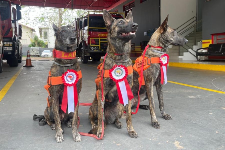Cães dos Bombeiros de MS ganham certificação e podem atuar em todo o Brasil