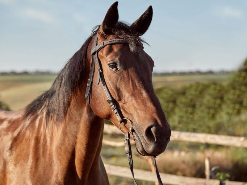 Cavalo testa positivo para raiva animal e 139 propriedades rurais de MT serão notificadas; entenda