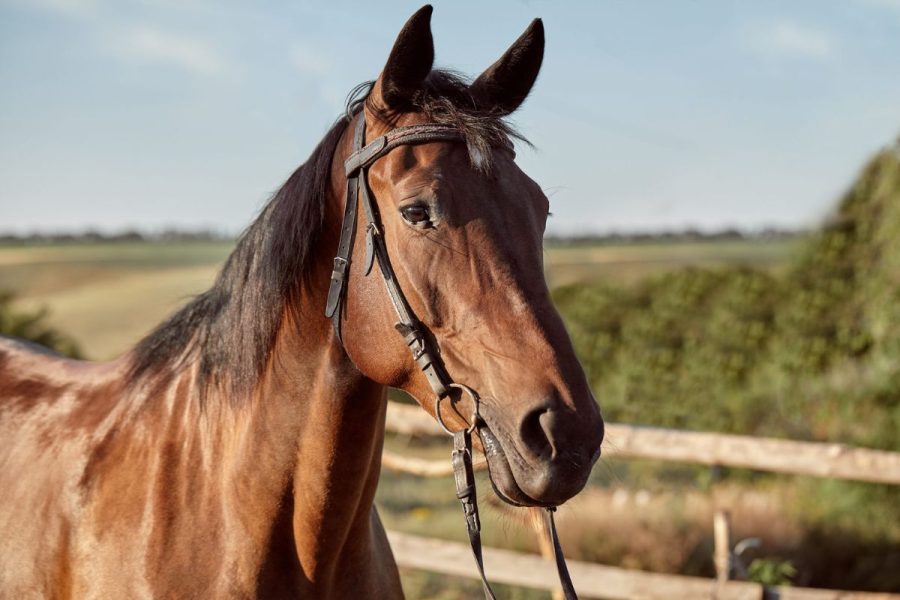 Cavalo testa positivo para raiva animal e 139 propriedades rurais de MT serão notificadas; entenda