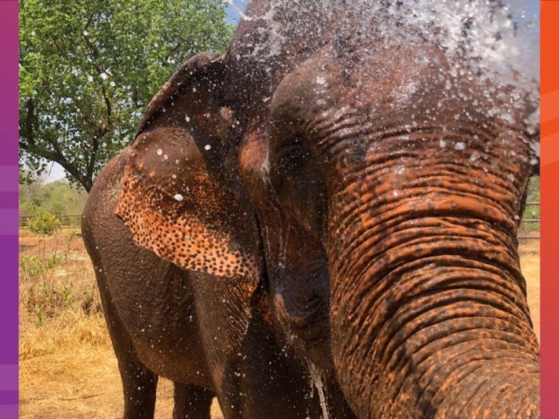 Do zoológico ao santuário: elefanta Bambi completa 6 anos no novo lar, cercada de amizades e novas experiências