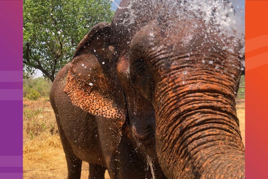 Do zoológico ao santuário: elefanta Bambi completa 6 anos no novo lar, cercada de amizades e novas experiências