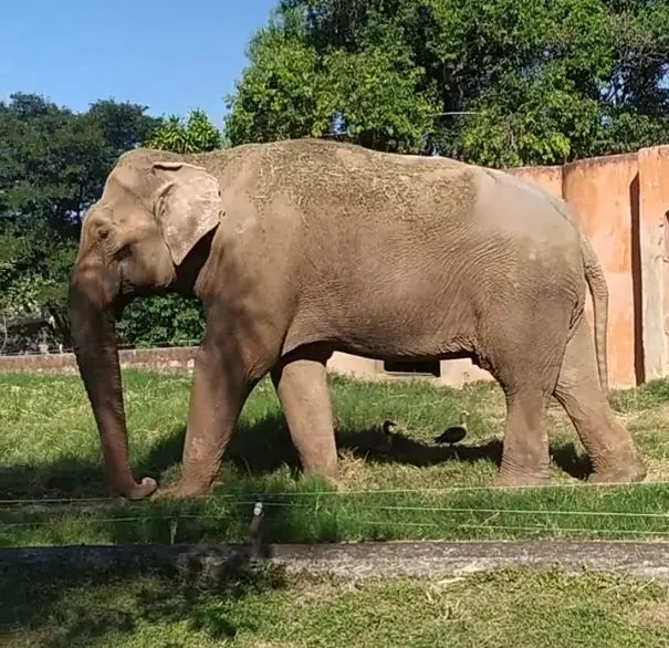 Elefante Sandro se prepara para nova vida em santuário no MT