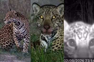 Filhote de onça-pintada é flagrada por câmeras enquanto explora área de preservação em MT