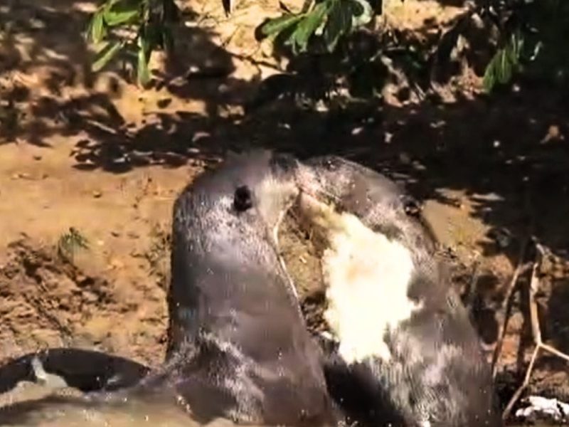 Focinho com focinho: ariranhas são flagradas em interação curiosa em rio de MT; assista