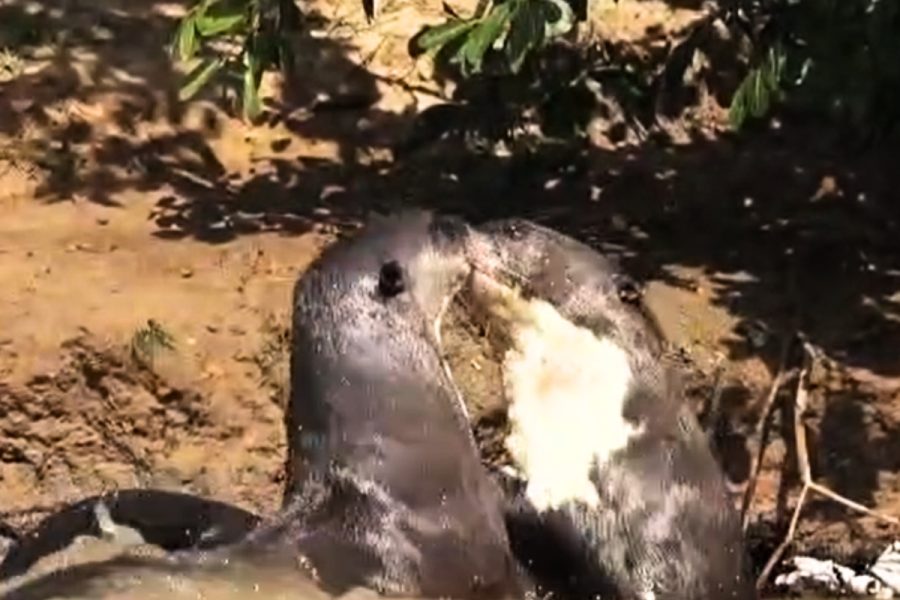 Focinho com focinho: ariranhas são flagradas em interação curiosa em rio de MT; assista