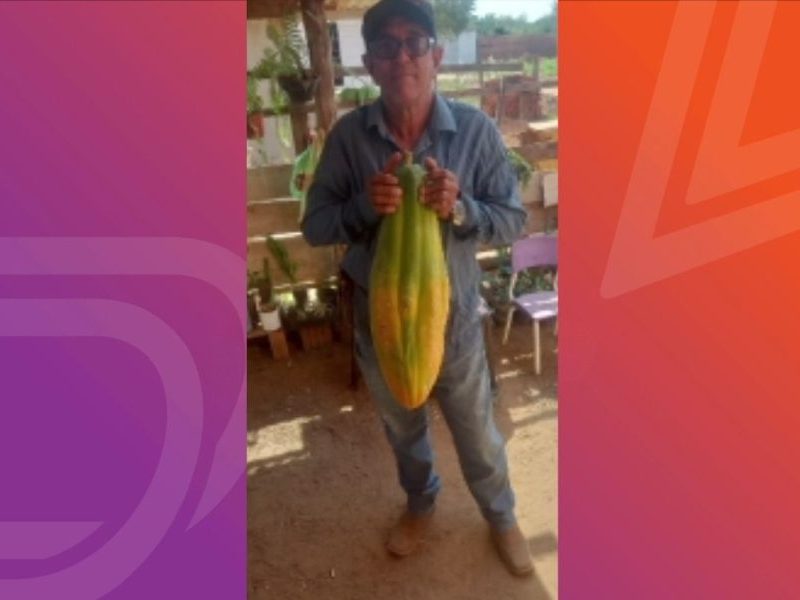 Mamão Gigante Encanta Moradores de Tangará da Serra