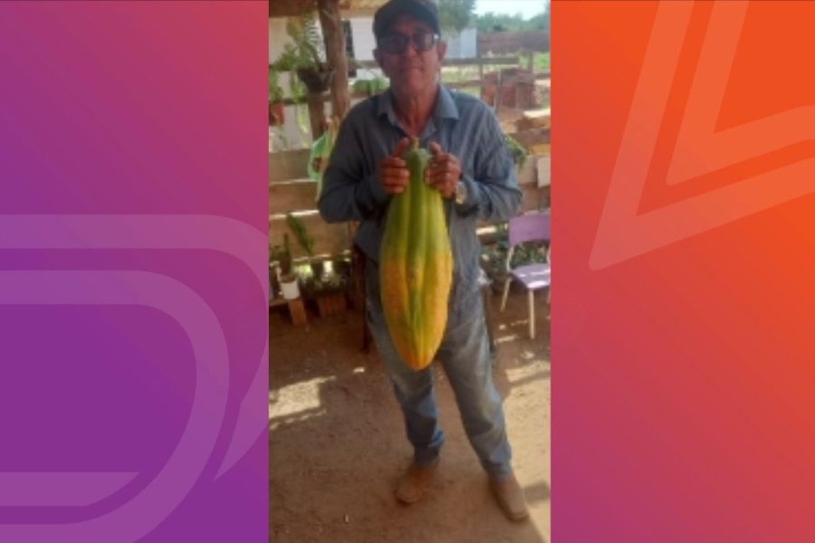 Morador colhe mamão gigante e fruta vira atração em Tangará da Serra