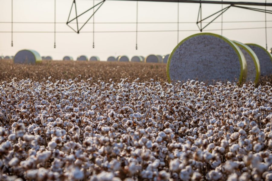 Mato Grosso finaliza colheita de algodão e projeta exportação de 2,09 milhões de toneladas