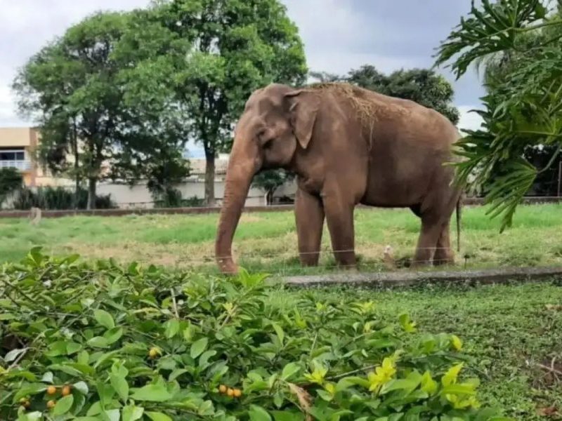Museu do Sandro: espaço onde elefante viveu por mais de 40 anos por ser transformado em memorial