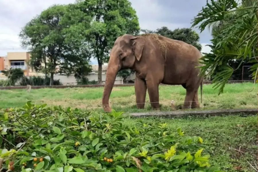 Museu do Sandro: espaço onde elefante viveu por mais de 40 anos por ser transformado em memorial