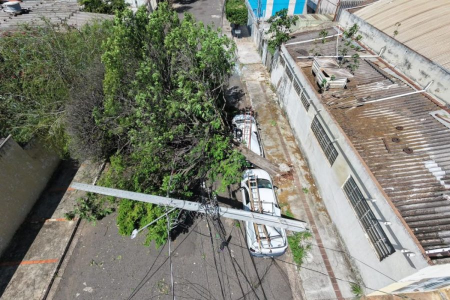 Árvores saudáveis também podem cair em temporais extremos