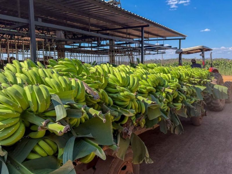 Produtor cultiva 72 hectares de banana em MT e planeja triplicar área