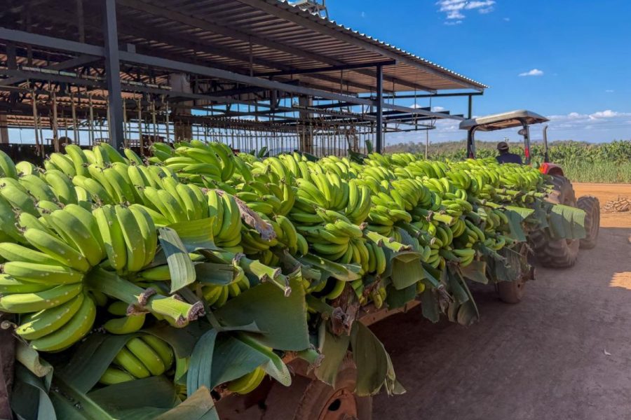 Produtor cultiva 72 hectares de banana em MT e planeja triplicar área