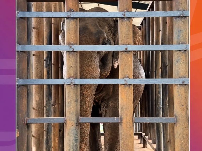 Sandro está preso? Entenda treinamento para elefante aceitar cuidados médicos em nova fase no santuário
