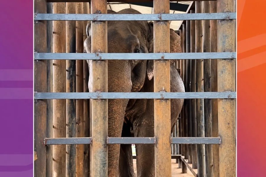 Sandro está preso? Entenda treinamento para elefante aceitar cuidados médicos em nova fase no santuário