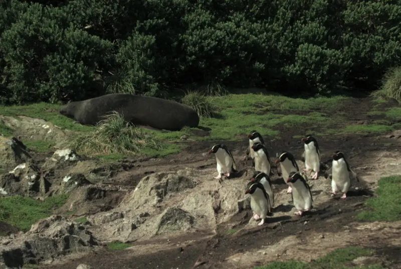 Série documental Criaturas do Grande Azul estreia na TV Brasil