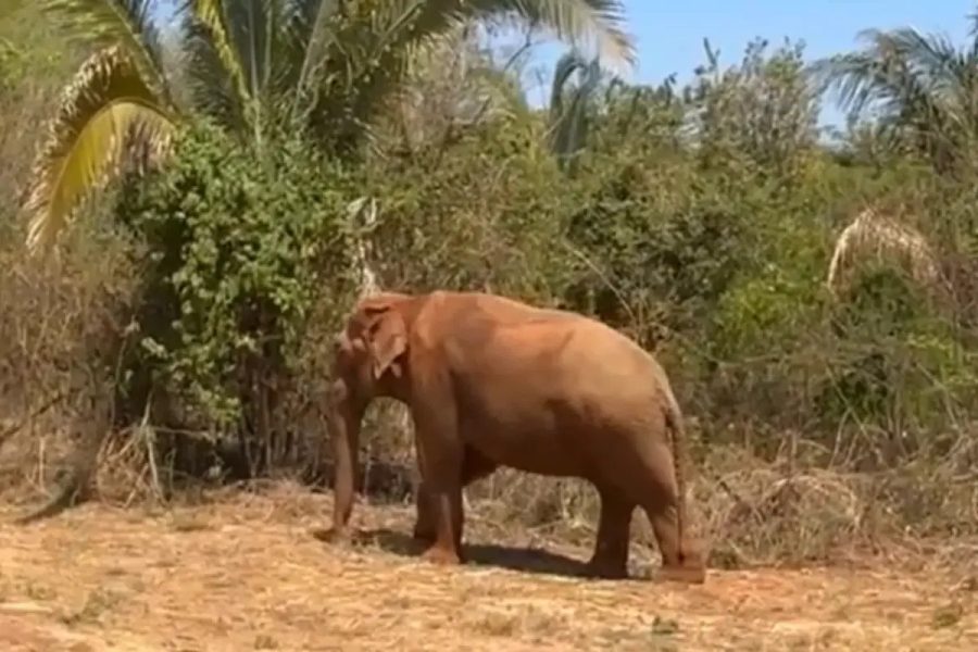 VÍDEO: Elefante Sandro deixa espaço de adaptação e dá primeiros passos em área verde no novo lar em MT