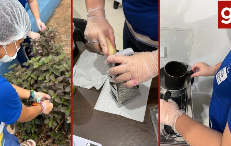Alunas de escola do campo em MT produzem seis tipos de pomadas com plantas medicinais
