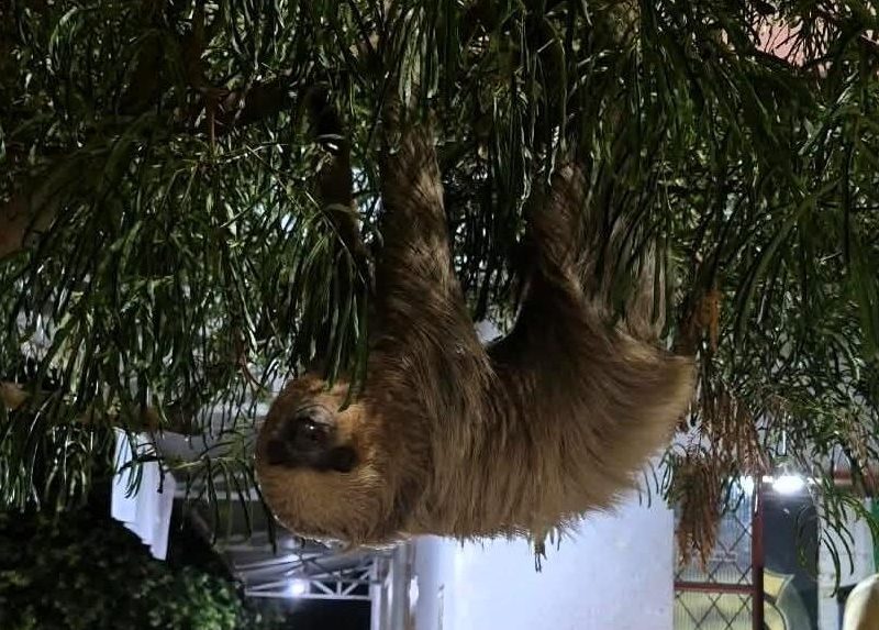 Resgate de Arara-vermelha e bicho-preguiça em Alta Floresta